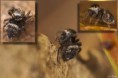 /album/salticidae/a109-filtered-trio-jpg/